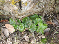 Umbilicus intermedius