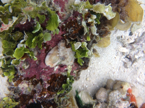 Eroded Cowry