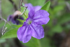 Ruellia lactea