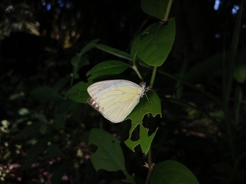 Great Southern White