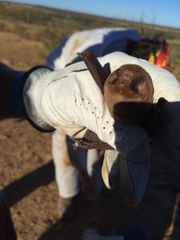 Mormoops megalophylla