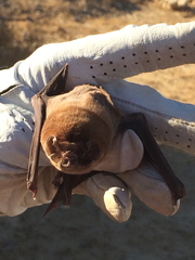 Mormoops megalophylla