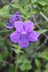 Ruellia lactea