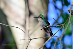 Cynanthus forficatus