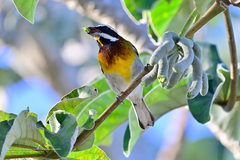 Spindalis zena benedicti