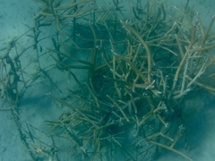 Acropora cervicornis
