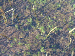 Callitriche hermaphroditica