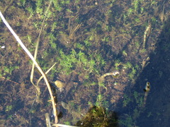 Callitriche hermaphroditica