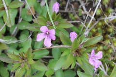 Dyschoriste capitata