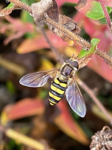 Unknown species found near Glengarry, Nashville, TN, USA