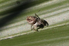 Macaroeris nidicolens