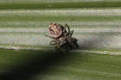 Macaroeris nidicolens