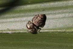 Macaroeris nidicolens