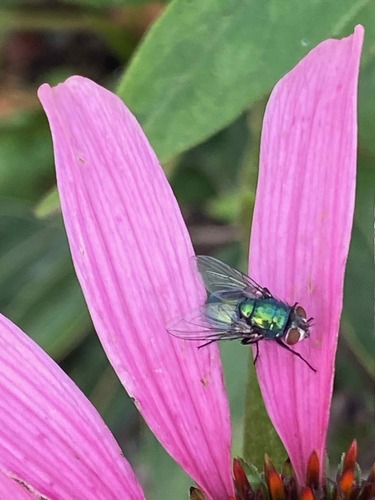 Unknown species found near Glengarry, Nashville, TN, USA