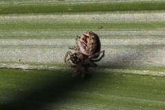 Macaroeris nidicolens