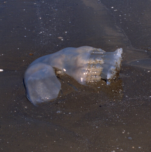 Cannonball Jelly photographed in Louisiana