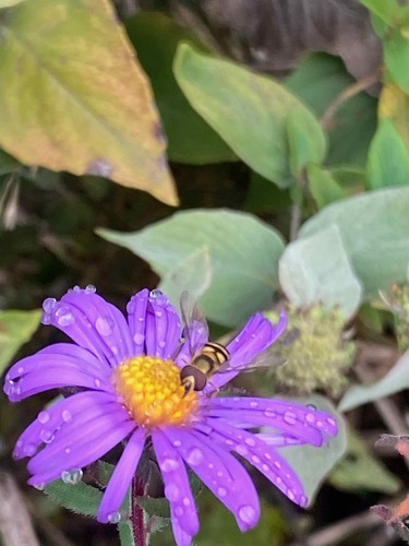 Unknown species found near Glengarry, Nashville, TN, USA