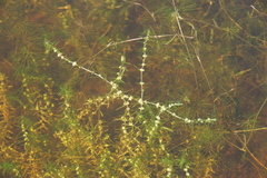 Callitriche hermaphroditica