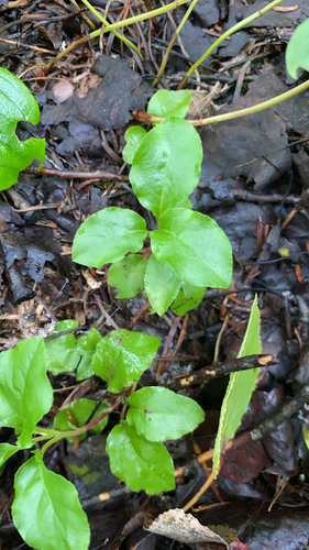 one-sided wintergreen