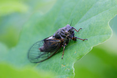 Cicadetta montana