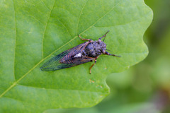 Cicadetta montana
