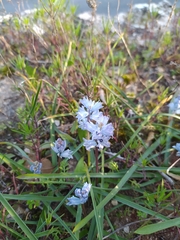 Bellevalia hyacinthoides