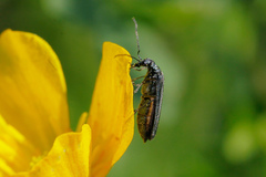 Oedemerinae