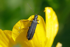 Oedemerinae