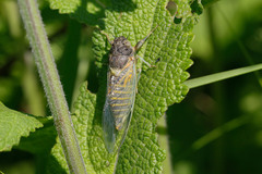 Cicadetta montana
