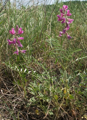 showy purple oxytrope (Oxytropis teres)