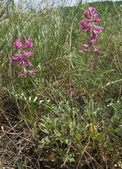 Oxytropis teres