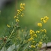 Lady&#39;s Bedstraw - Photo (c) florisb, some rights reserved (CC BY-NC)