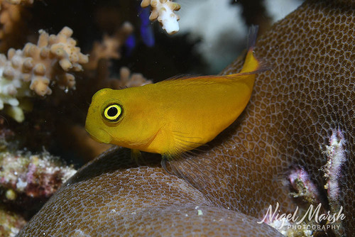 Ecsenius lividanalis observed 2025-11-27