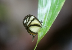 Dismorphiinae