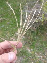 Trichloris pluriflora