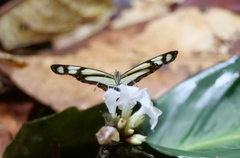 Dismorphiinae