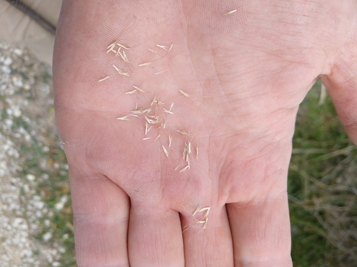 Image of Multi-Flowered False Rhodesgrass (Leptochloa pluriflora) by (c) Cleveland Powell, some rights reserved (CC BY)