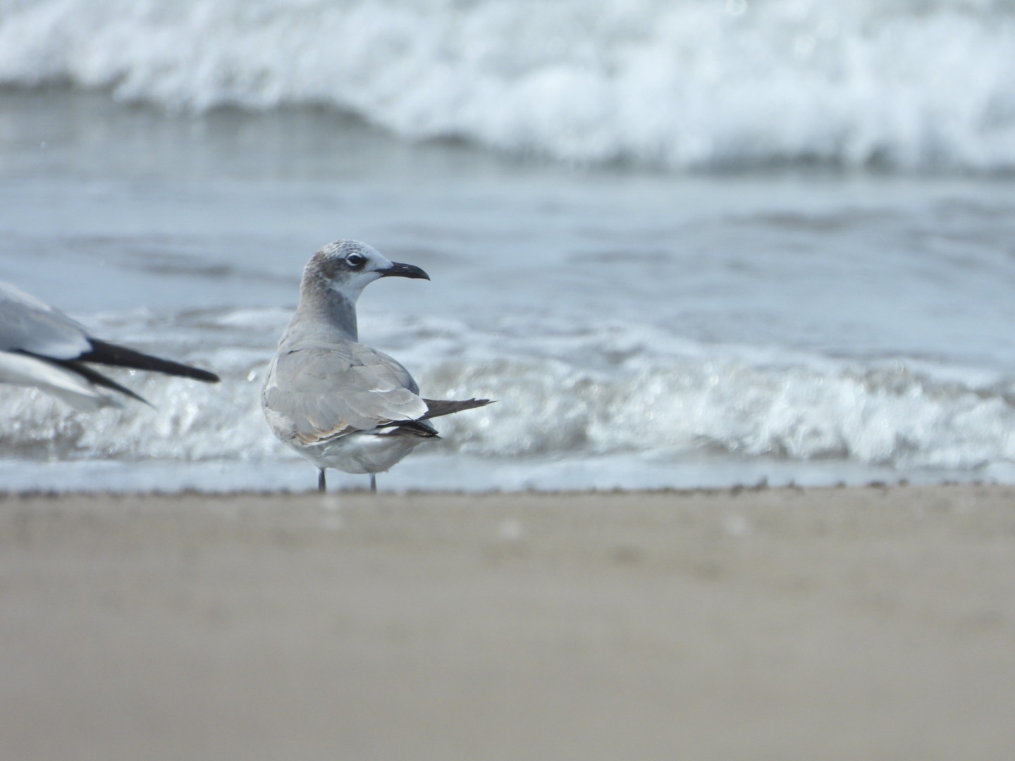 Laughing Gull