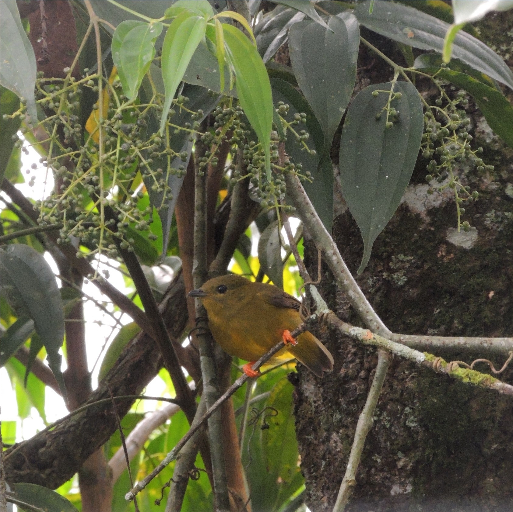 Orange-collared Manakin (Manacus aurantiacus), photo 9