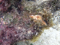 Monoplex pilearis