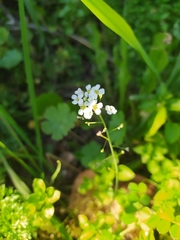 Capsella grandiflora