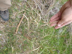 Trichloris pluriflora