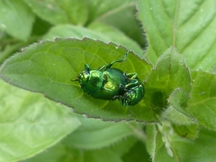 Chrysolina herbacea