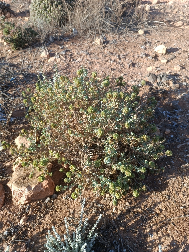 Traganopsis