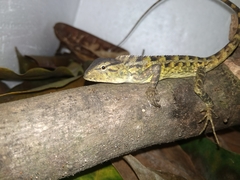 Calotes versicolor