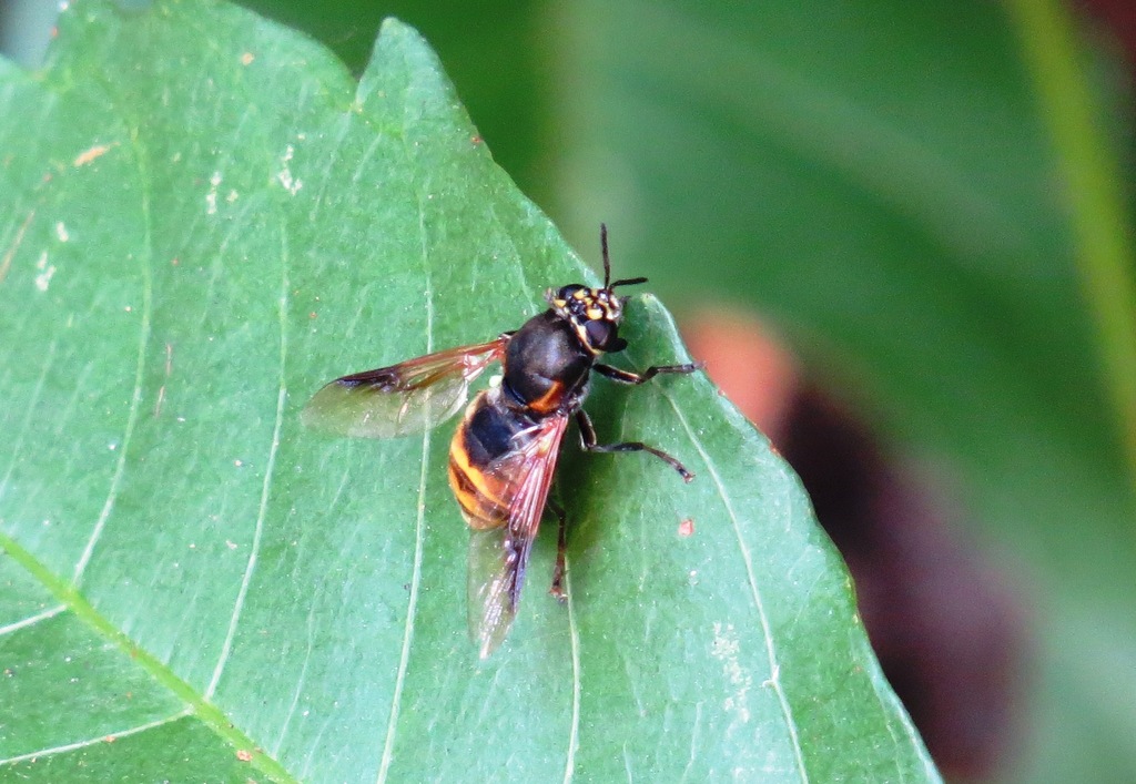 Psellidotus abditus