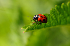 Cryptocephalus cordiger