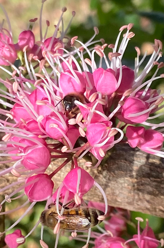 Melicope rubra observed 2025-12-05
