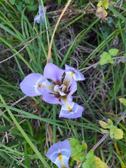 Iris unguicularis