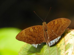 Tanaecia julii